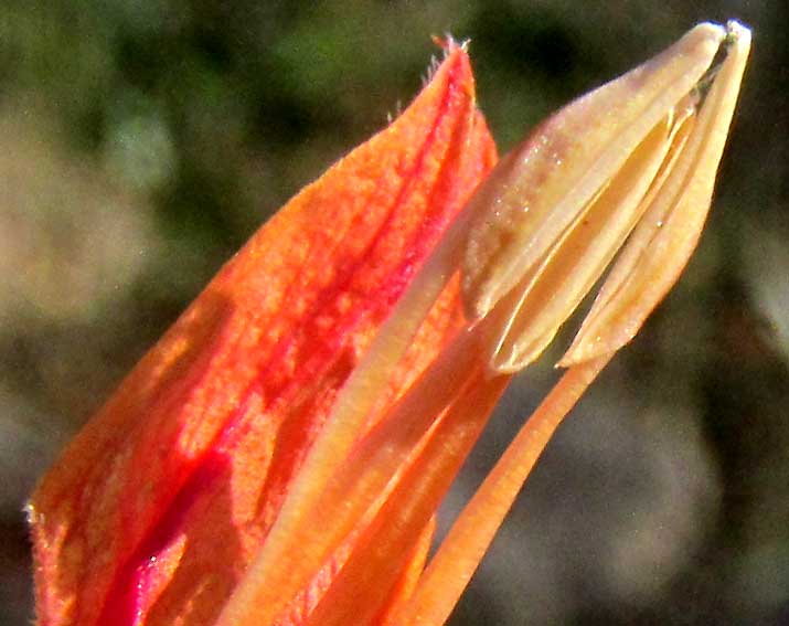 Aphelandra scabra, anther bases