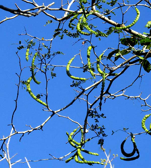 Whiteseed Manga, CHLOROLEUCON MANGENSE, legumes on branch