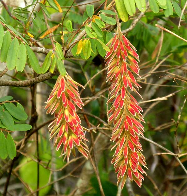 ALVARADOA AMORPHOIDES, red mature fruits