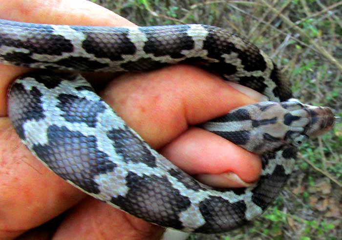 Yellow-red Ratsnake, Pseudelaphe flavirufa, in hand