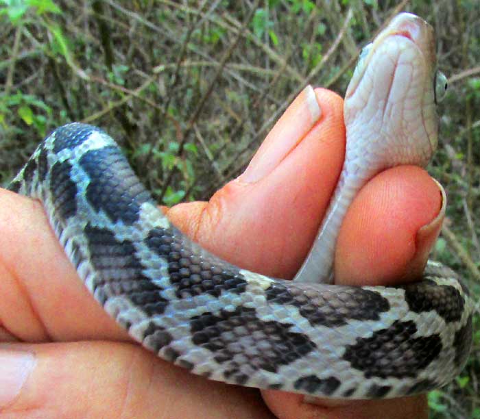 Yellow-red Ratsnake, Pseudelaphe flavirufa, side pattern, under head