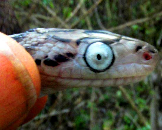 Yellow-red Ratsnake, Pseudelaphe flavirufa, head close-up from side