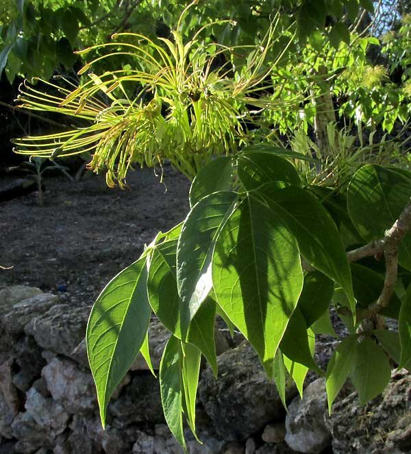 CRATEVA TAPIA, leaves & flowers