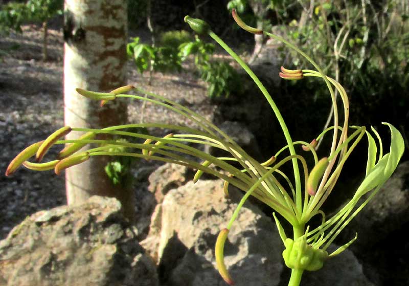 CRATEVA TAPIA, flower