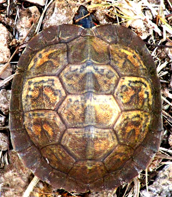 Furrowed Wood Turtle, RHINOCLEMMYS AREOLATA, young, from top