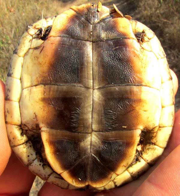 Furrowed Wood Turtle, RHINOCLEMMYS AREOLATA, young, plastron