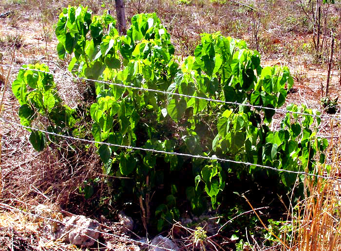 Pomol Ché, JATROPHA GAUMERI, leafy plant