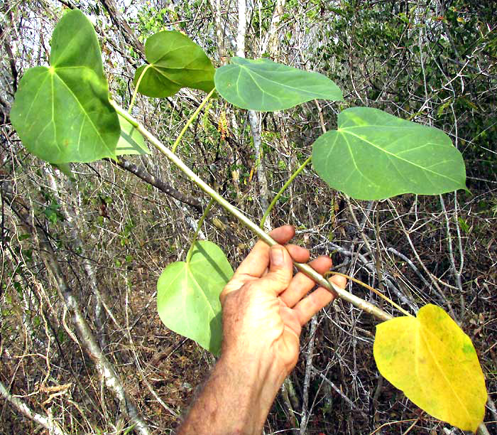 Pomol Ché, JATROPHA GAUMERI, leaves on stem