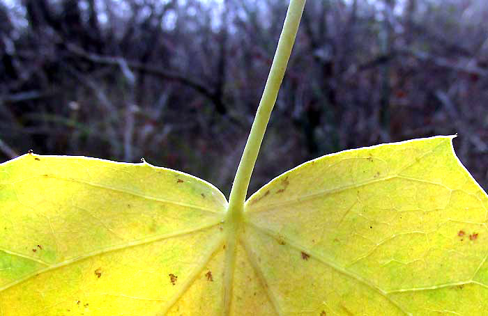 Pomol Ché, JATROPHA GAUMERI, leaf base showing gland-tipped teeth