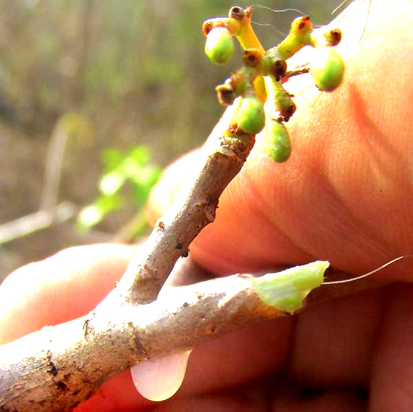 Pomol Ché, JATROPHA GAUMERI, cloudy sap dripping from injury