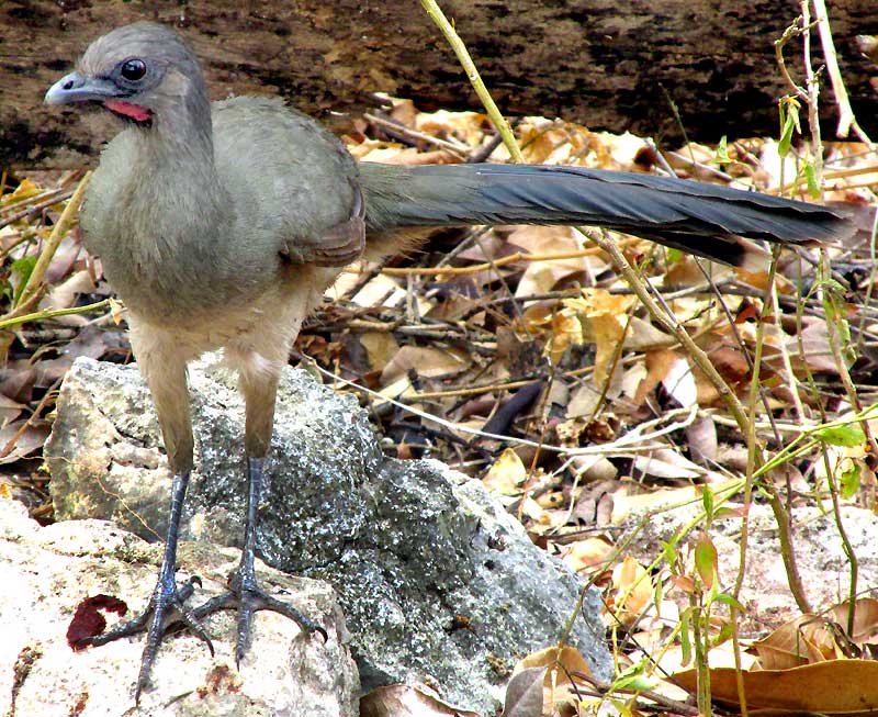 Plain Chachalaca, ORTALIS VETULA