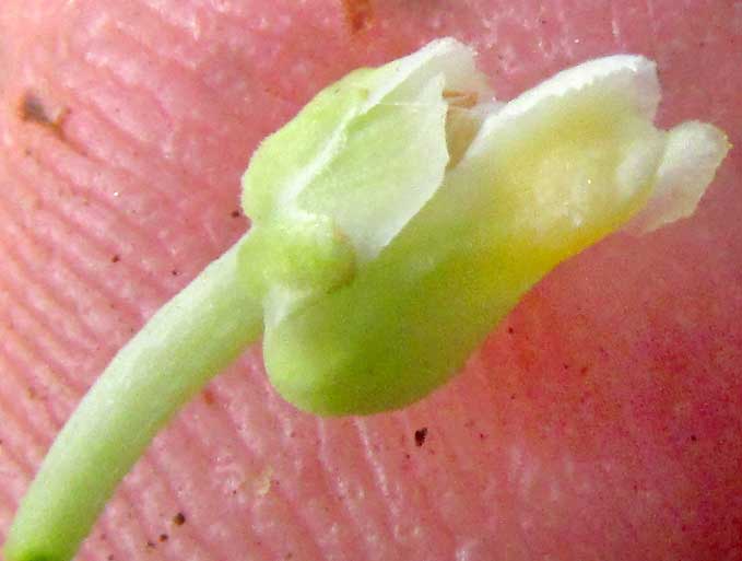 HYBANTHUS YUCATANENSIS, flower