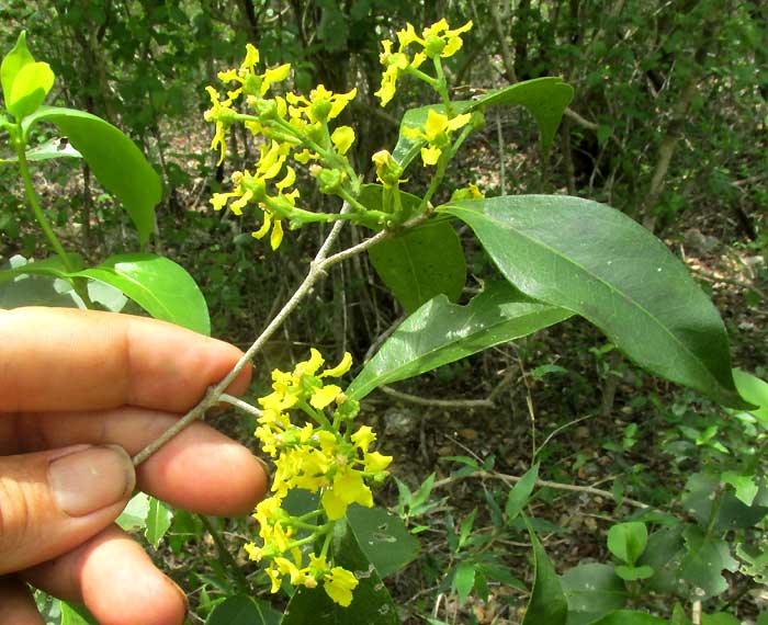 BUNCHOSIA GLANDULOSA, flowers