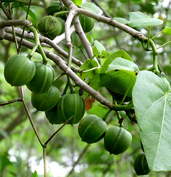 Pomol Ché, JATROPHA GAUMERI, capsules