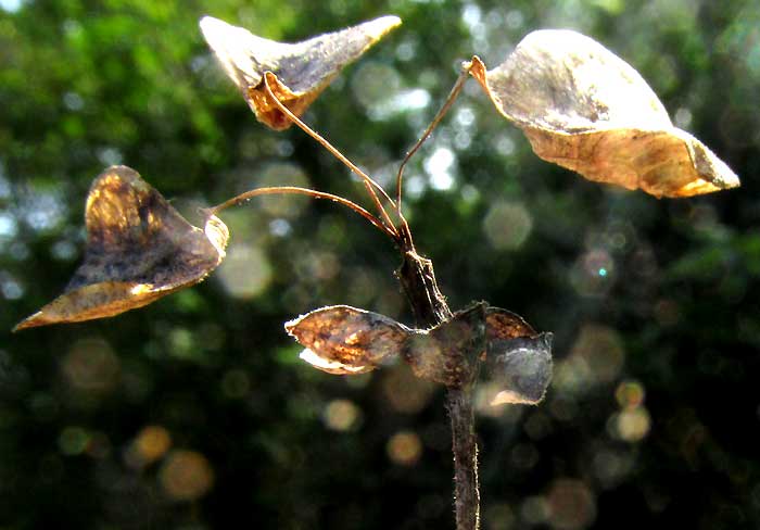 Pomol Ché, JATROPHA GAUMERI, remains of last season's fruit