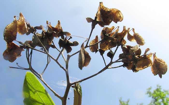 Pomol Ché, JATROPHA GAUMERI, last season's panicle remains