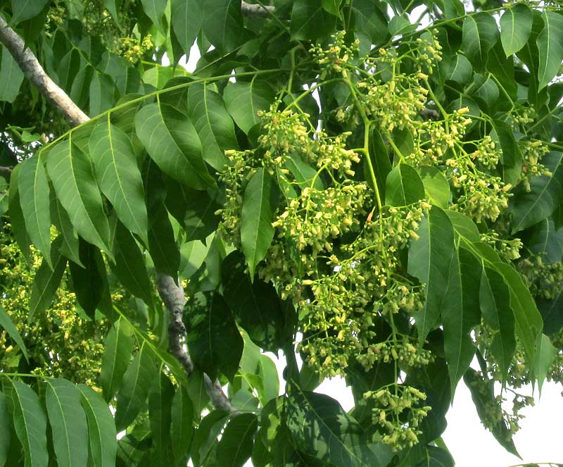 Cedro, Spanish-Cedar, CEDRELA ODORATA, panicle of flowers