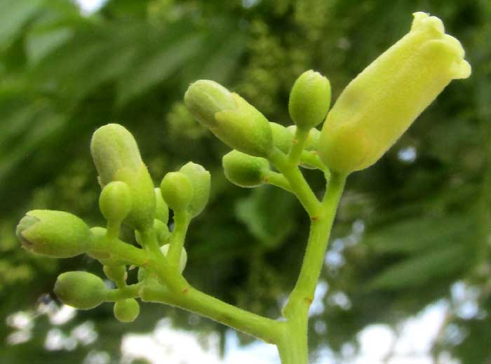 Cedro, Spanish-Cedar, CEDRELA ODORATA, flowers