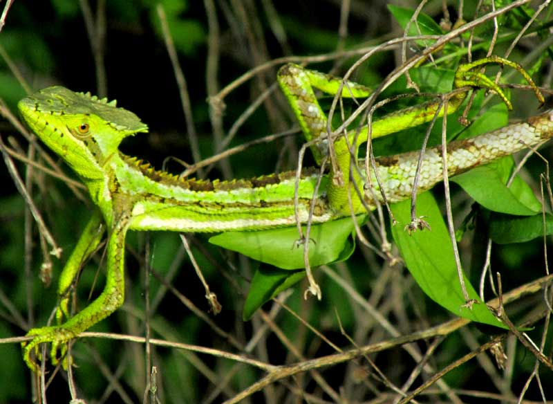 Serrated Casqueheaded Basilisk, LAEMANCTUS SERRATUS, basking