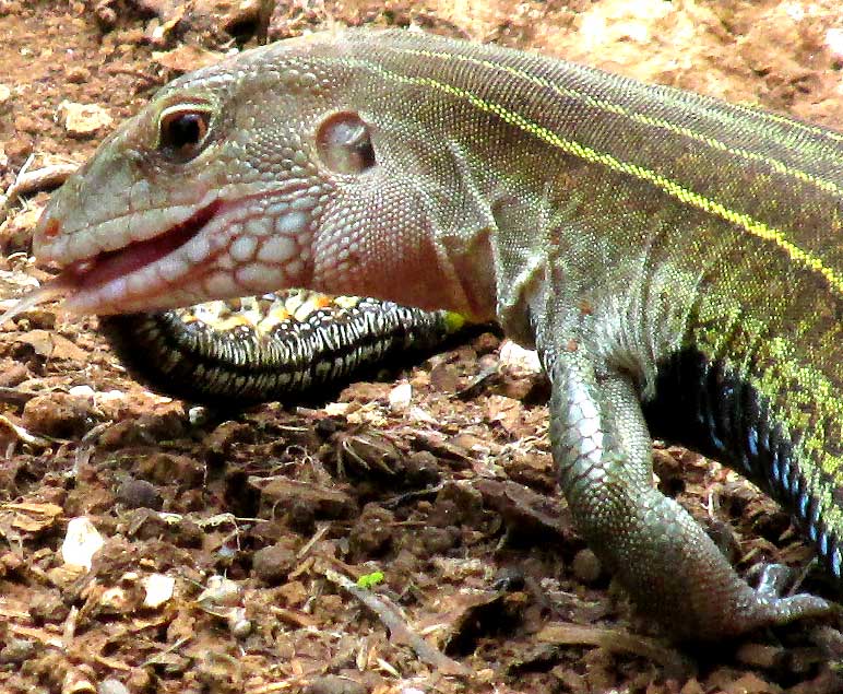 Yucatán Whiptail, CNEMIDOPHORUS ANGUSTICEPS, eating caterpillar