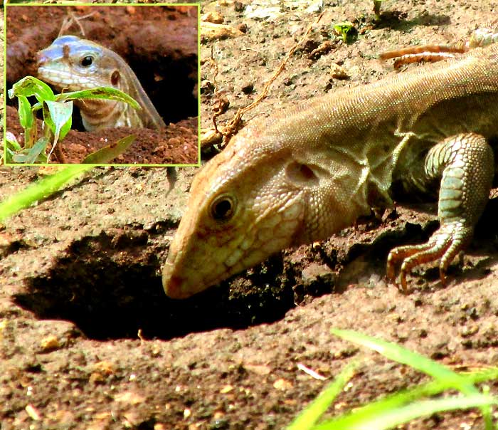 Yucatán Whiptail, CNEMIDOPHORUS ANGUSTICEPS, visiting hole