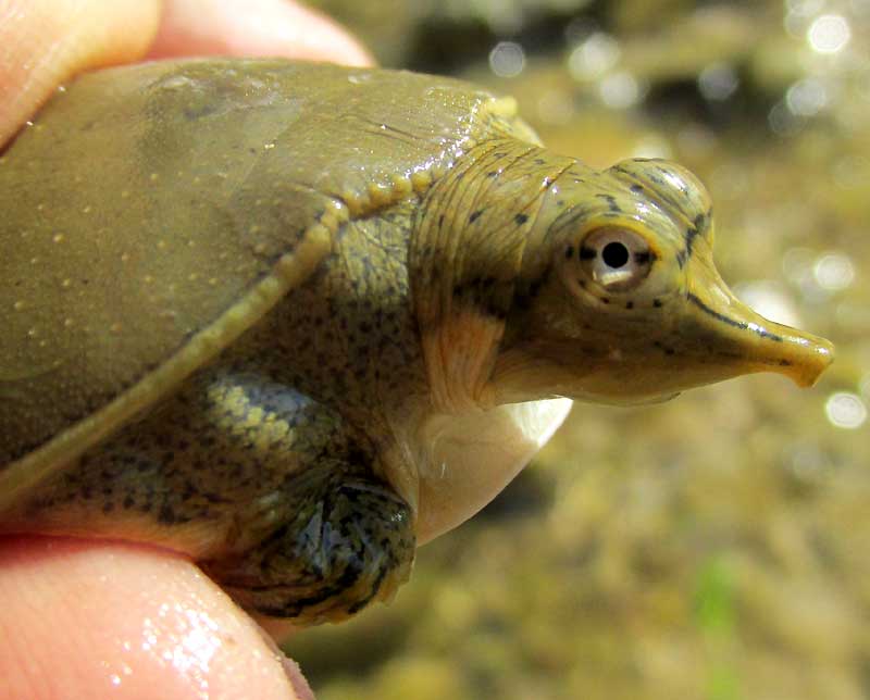 Spiny Softshell Turtle, APALONE SPINIFERA, head