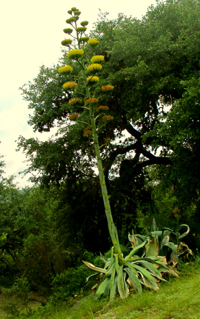 Pulque Agave, AGAVE ATROVIRENS, flowering on river bank