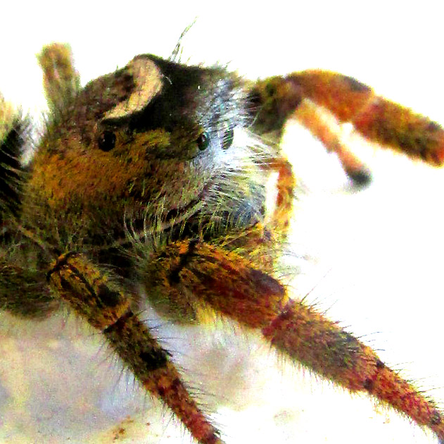 Jumping Spider, PHIDIPPUS ARIZONENSIS