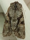 Achatia distincta