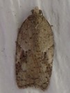 Acleris cornana