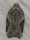 Acleris forbesana