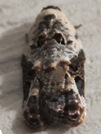 Acleris nivisellana