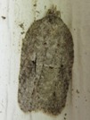 Acleris nigrolinea