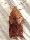 Acleris schalleriana