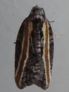 Acleris variana