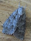 Acronicta grisea