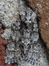 Acronicta impressa