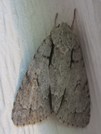 Acronicta interrupta