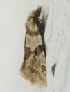 Aethes argentilimitana