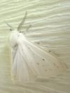 Spilosoma congrua