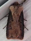 Agrotis volubilis