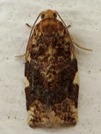 Archips argyrospila