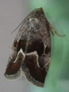 Deltote bellicula