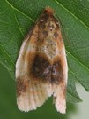 Clepsis melaleucana