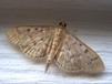 Herpetogramma pertextalis