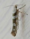 Argyresthia goedartella