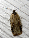 Agonopterix atrodorsella