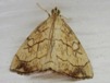 Evergestis pallidata