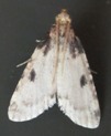 Aglossa costiferalis