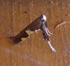 Caloptilia umbratella